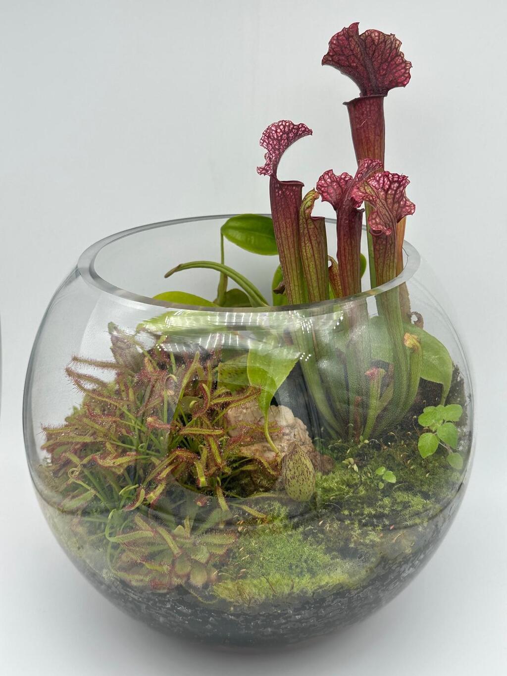 טרריום פתוח (צילום: לינוי וולף) טרריום, ד"ר צור רונן אמסלם