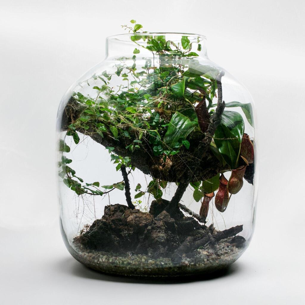 מייצרים טבע בתוך מסגרת שהיא לא טבעית (צילום: לינוי וולף) טרריום, ד"ר צור רונן אמסלם