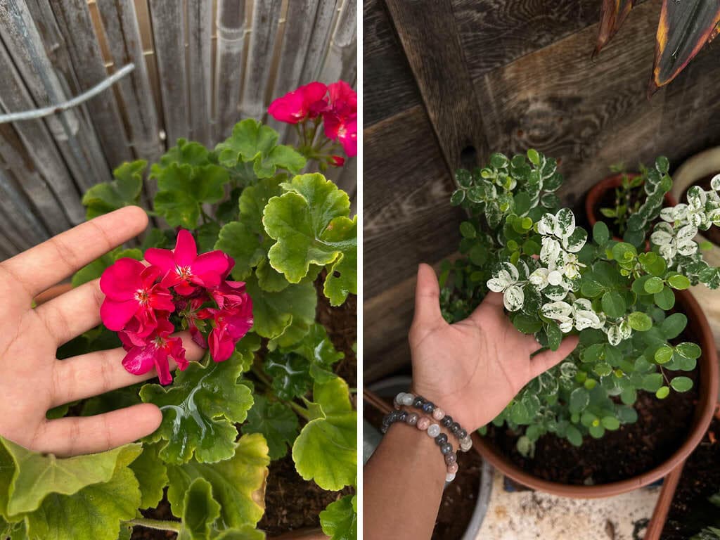 מגדלת עציצים בבית הוריה במושב