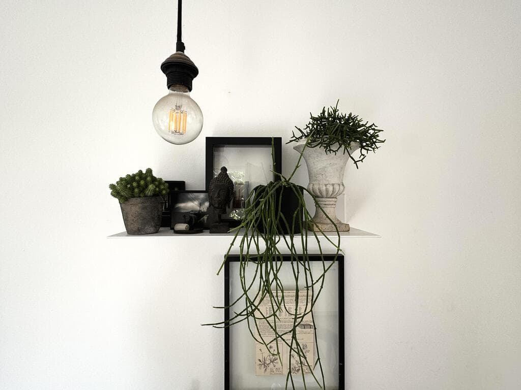 לשלב זקוף ונשפך ביחד על מדף קטן. מימין - ריפסליס נשפך, משמאל - חלבלוב (צילום: אמיר עבדת) מימין - ריפסליס נשפך, משמאל - חלבלוב