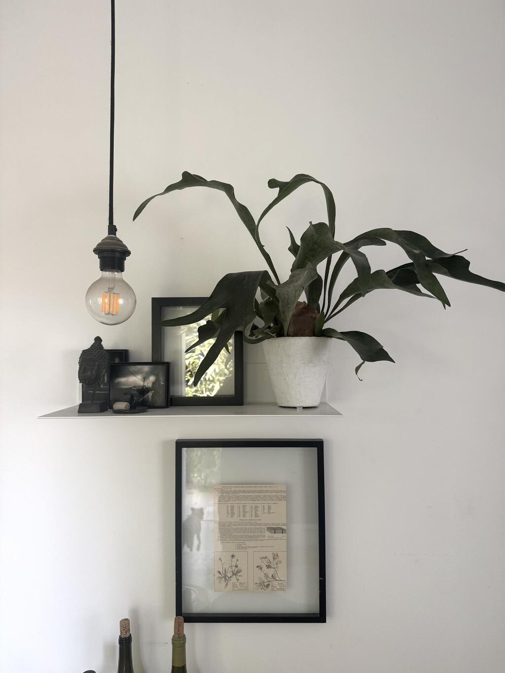 שרך קרן האייל מתאים גם למדף צר (צילום: אמיר עבדת) שרך קרן האייל