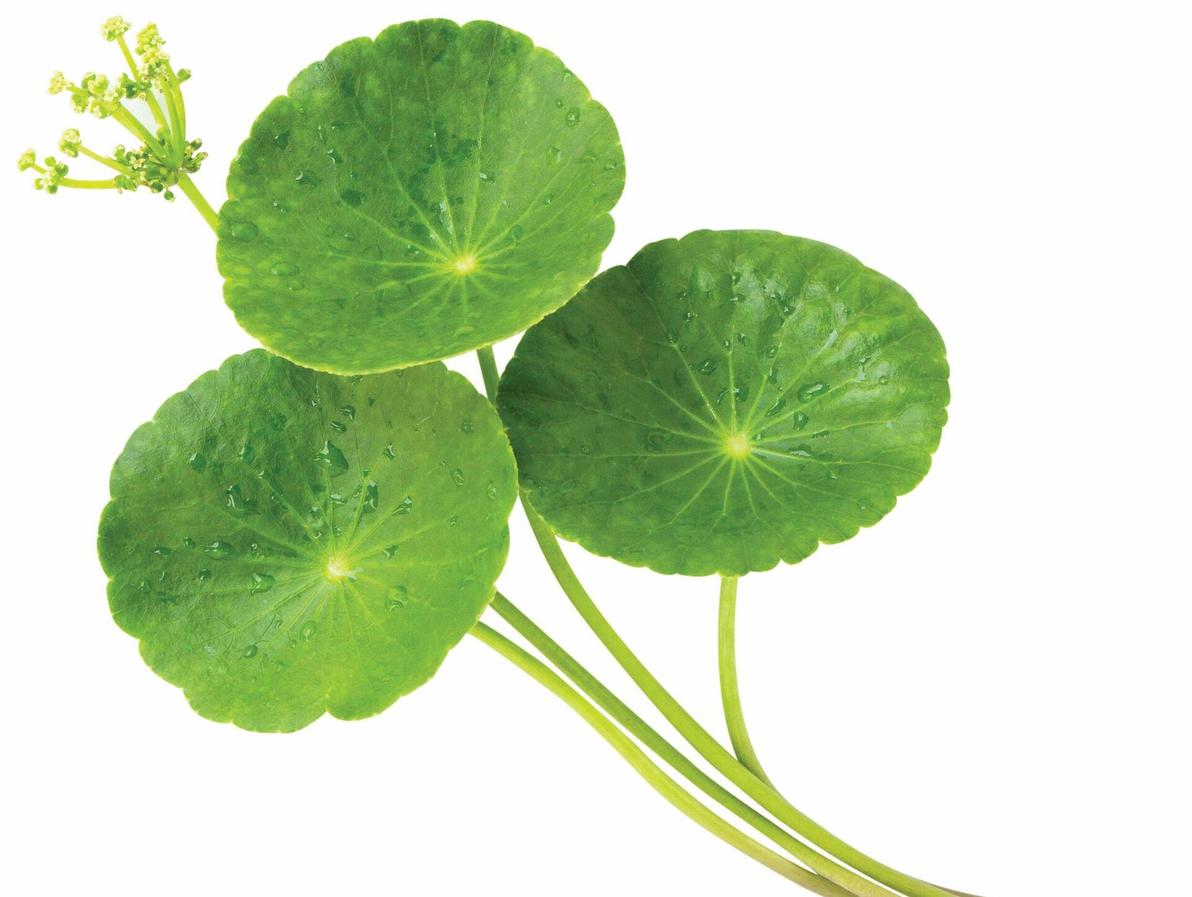 גוטו קולה. אפשר לחלוט עלים מיובשים או טריים בדומה לתה עדין