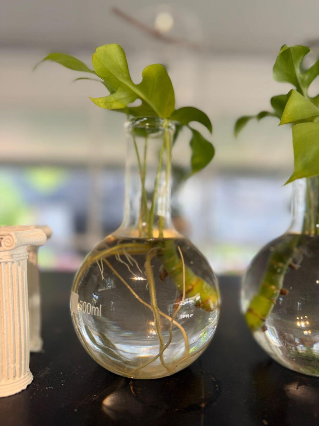 מונסטרה מינימה, קלה לגידול במים. חתיכת ענף תספיק כדי שישריש וילבלב