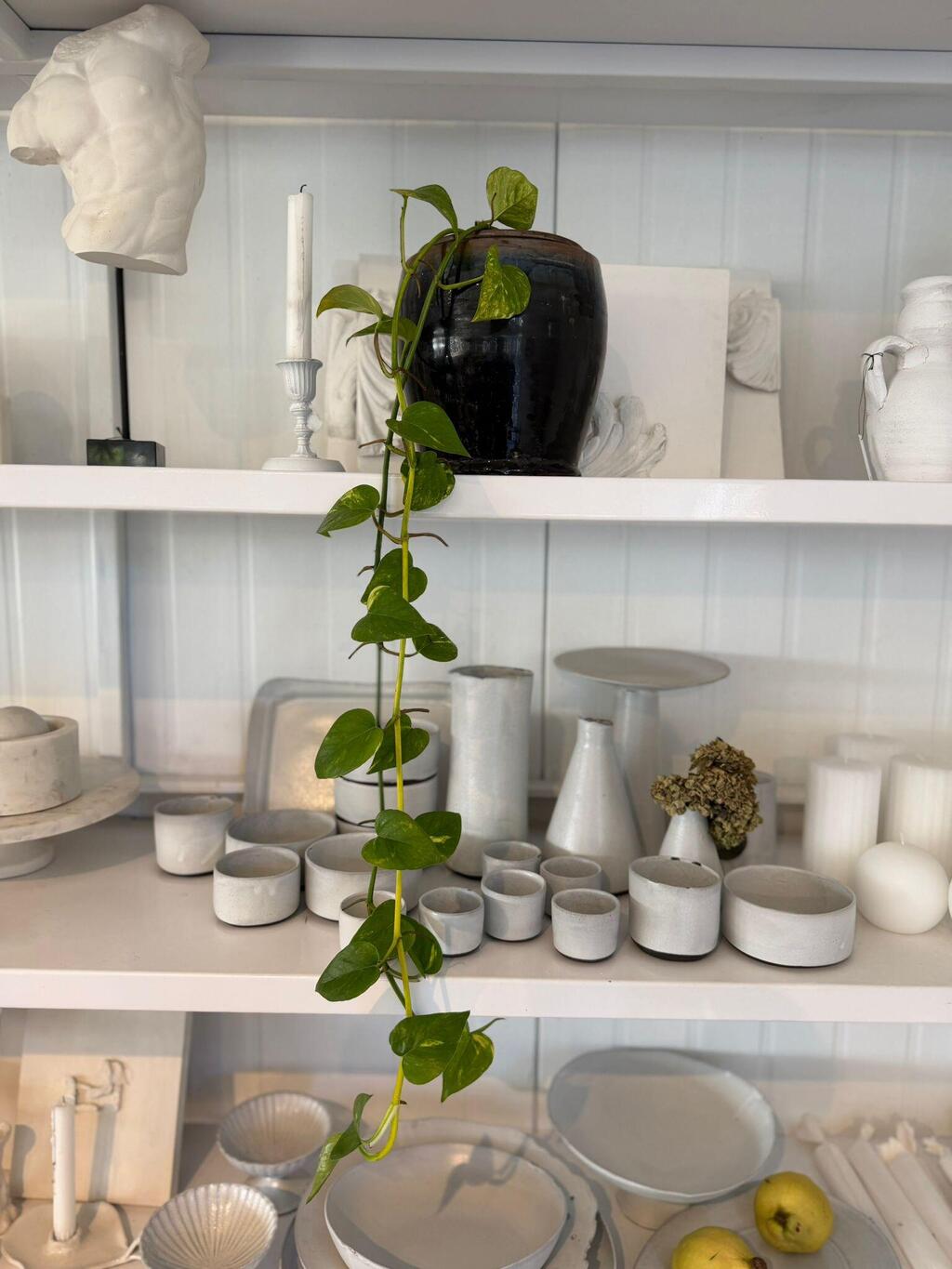 פוטוס זהוב, צמח בית נפוץ, ניתן לחתוך ענף ולשים ישר במים