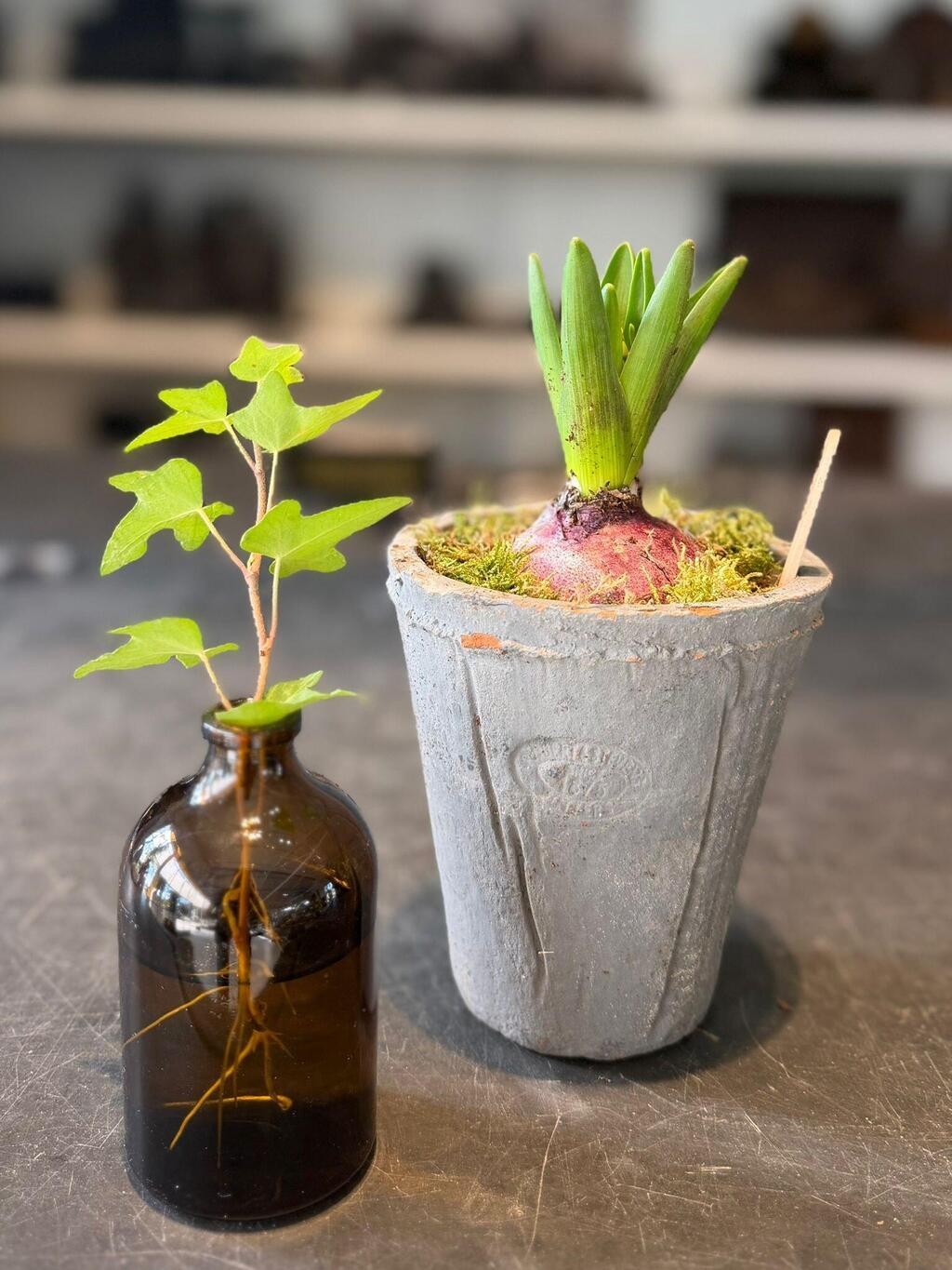 קיסוס ירוק. יאריך ימים וחיים במים