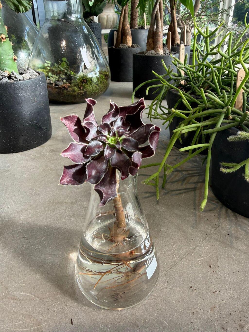 ענף של ניצחה שחורה (סוקולנט)