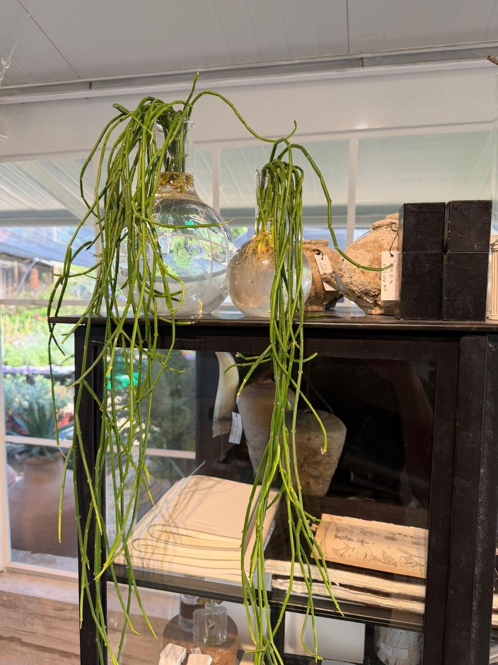 ריפסליס (קקטוס טרופי לאור ביתי). השורשים נשטפו מהאדמה והצמח הושם במים