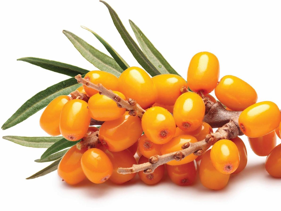 אובליפיחה. בתרבות הסינית משמש גם לשיפור העיכול