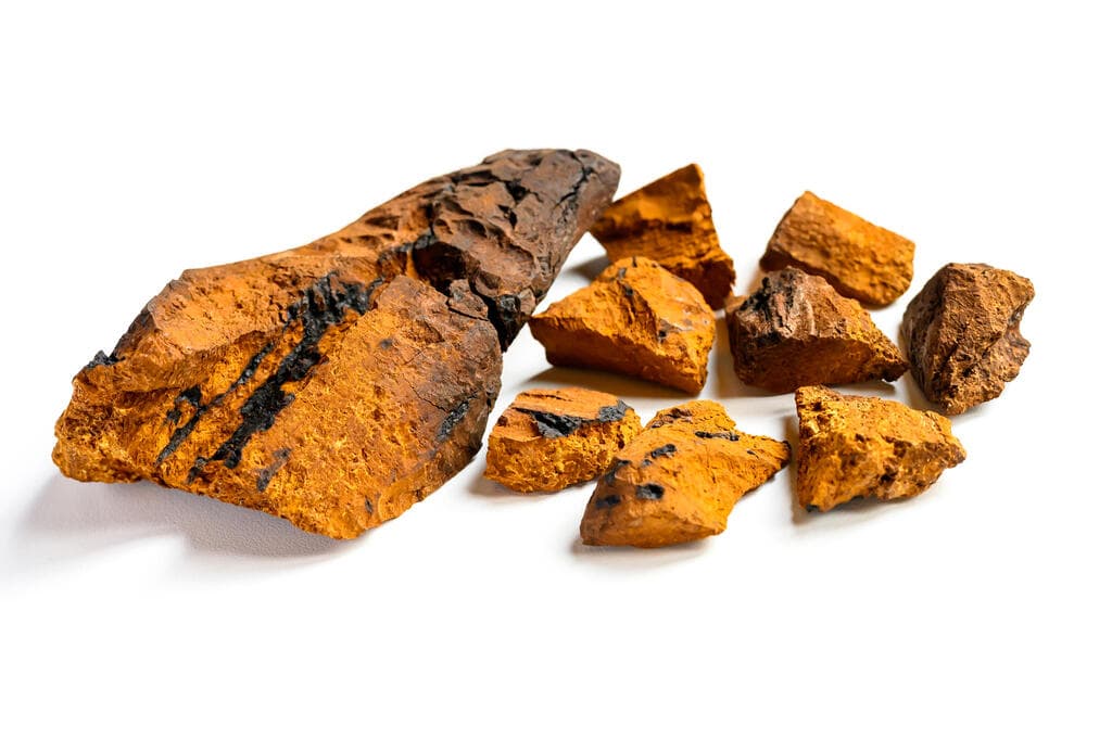 פטריות מרפא