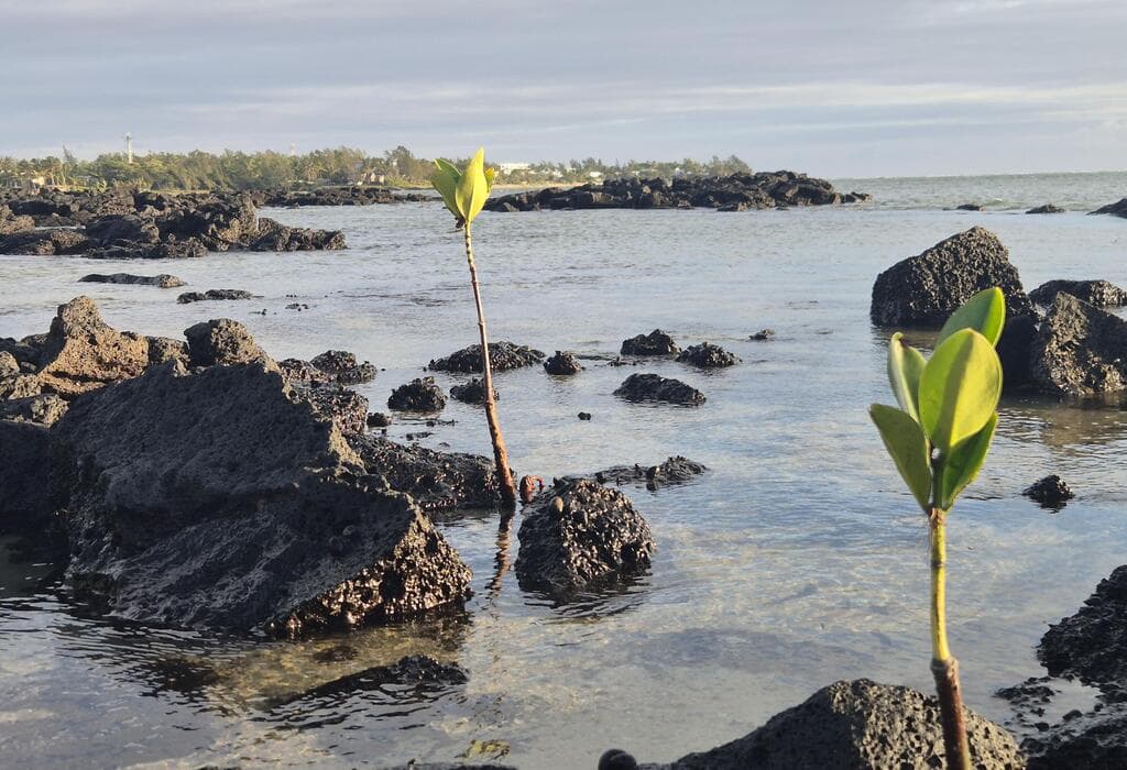 צומחים בסביבת מים מלוחים. מנגרובים בחוף