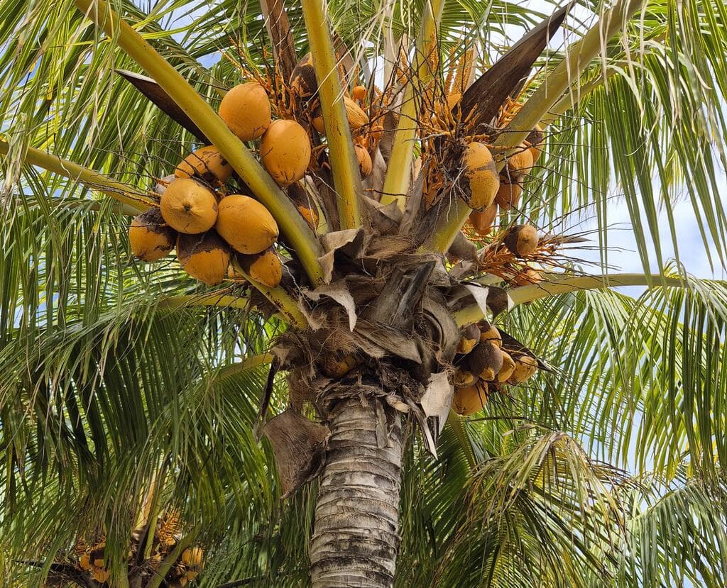 דקל קוקוס עמוס בפרי. אל תעמדו מתחתיו!