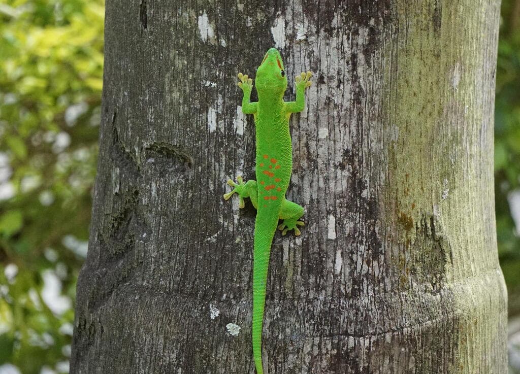שממית מאוריציאנית. חפשו אותה על העצים