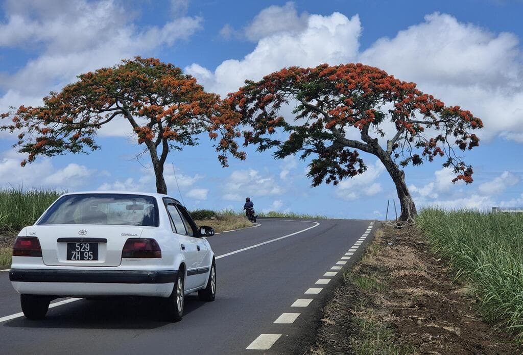 מאוריציוס. נוהגים פה "הפוך", בצד שמאל של הכביש