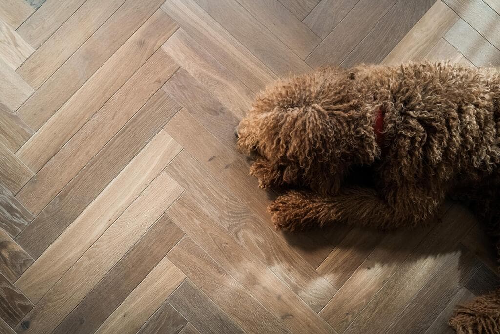 הבית החדש של קרן פלס