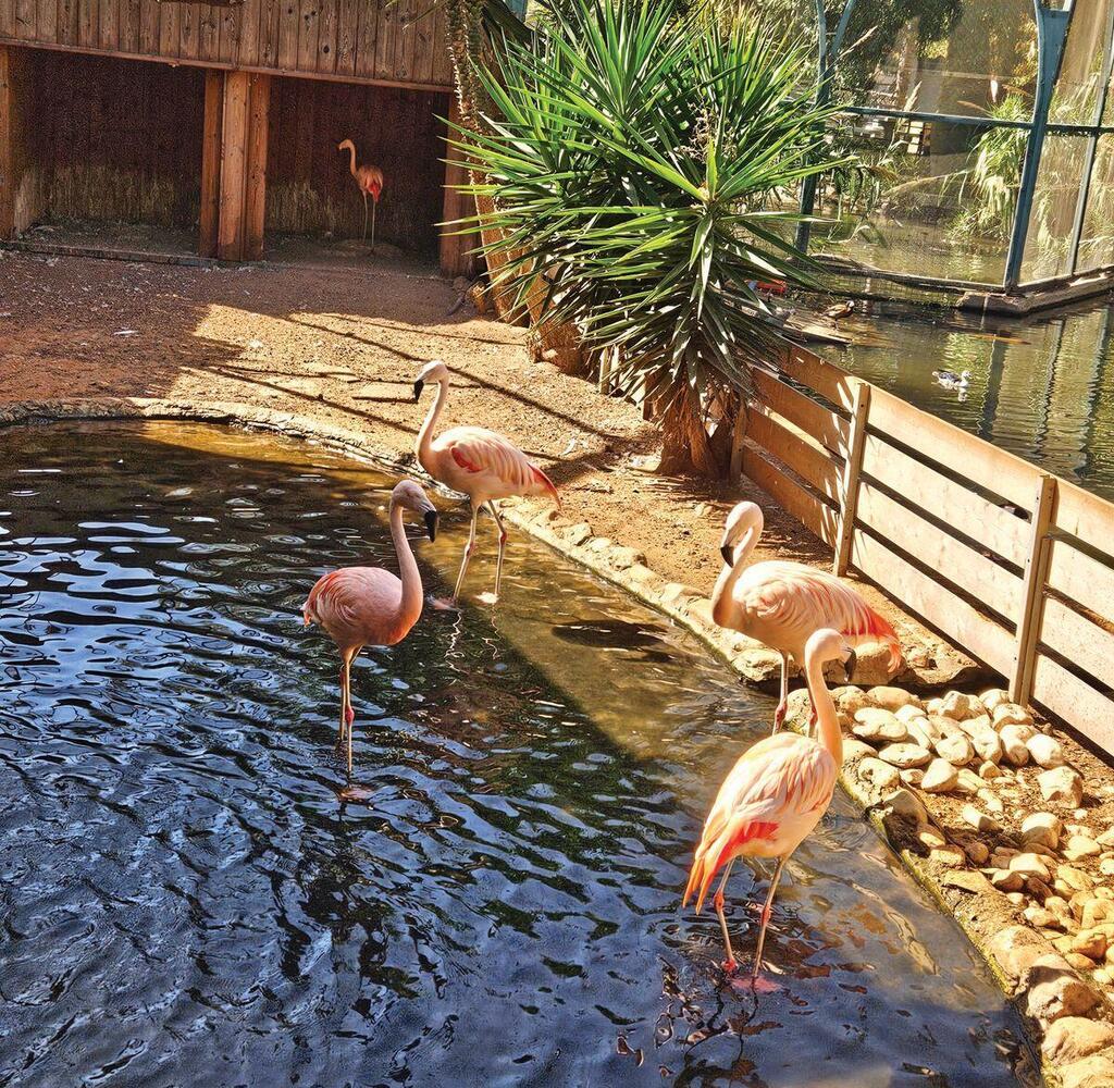 פתח תקווה, גן החיות. פלמינגו, שקנאים וקופים
