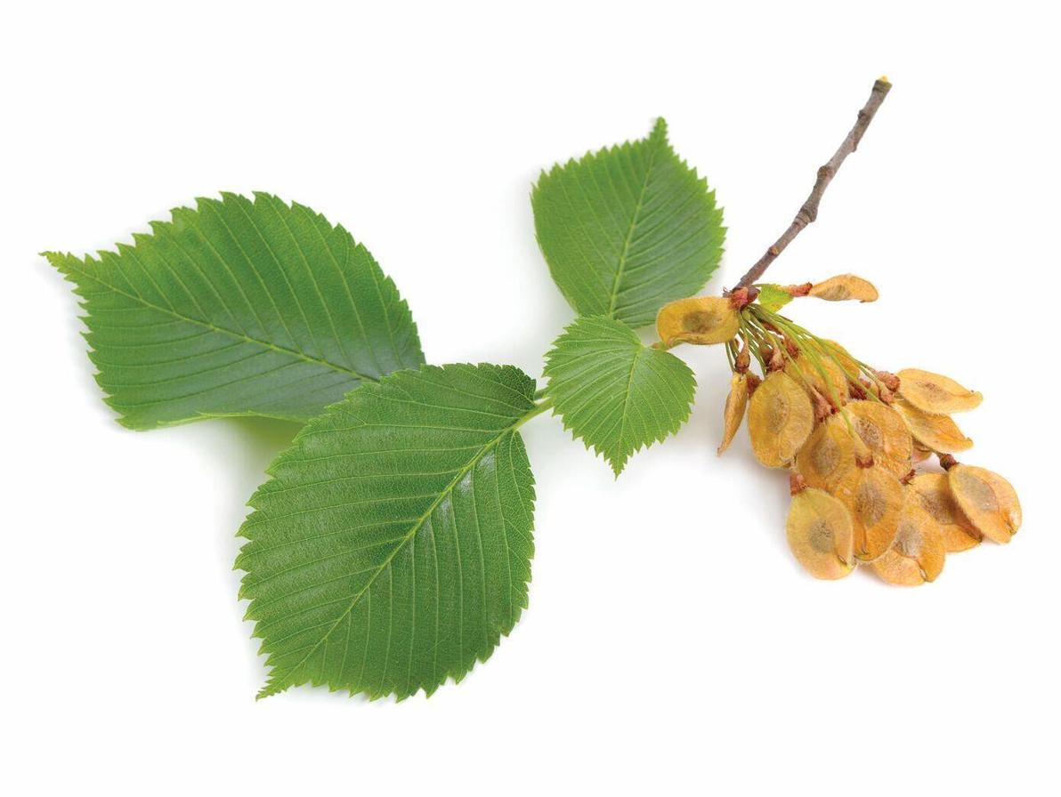 אולמוס חלקלק. מוכר ברפואת הילידים של צפון אמריקה