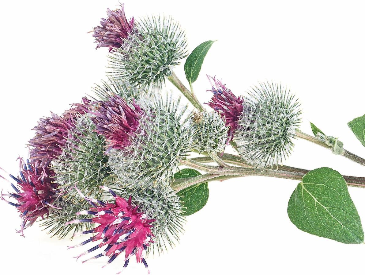 צמח הבורדוק. נחשב לצמח מטהר, בעיקר בהקשר לכבד, לעור ולמערכת העיכול