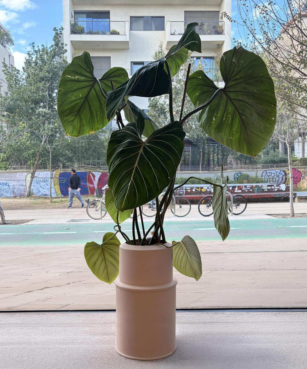 מהחנות החדשה נשקף פארק המסילה