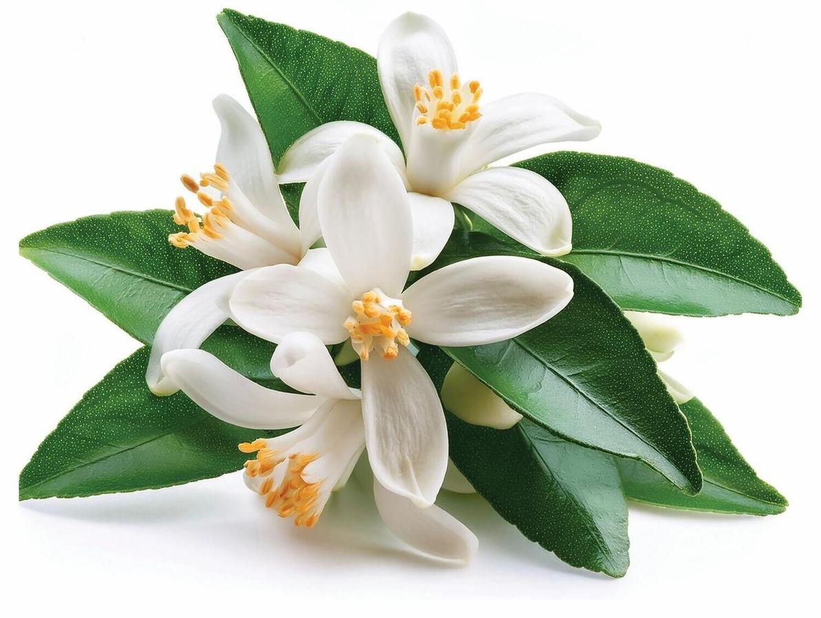 צמח הנרולי. השמן משמש להרגעה, לחיזוק הלב והנפש, ולהקלה על עומס רגשי