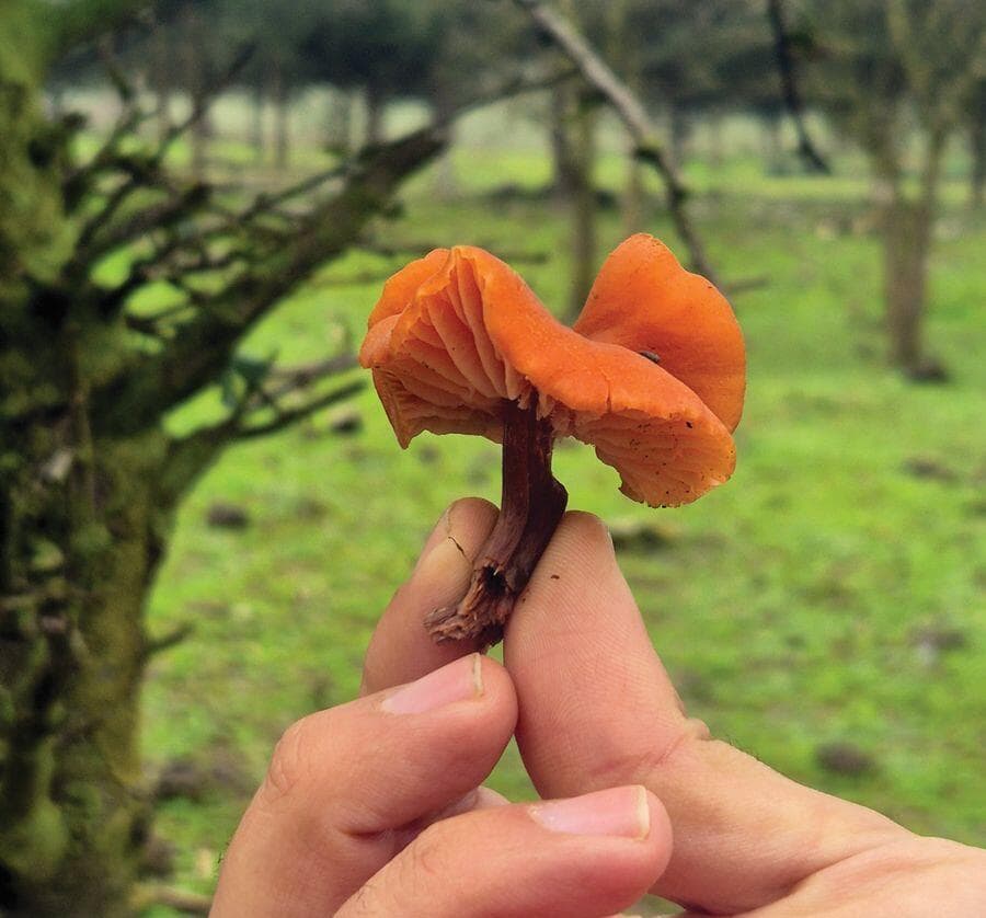 פטריית בר ברמת הגולן. מלקטים ואוכלים רק עם מומחה שבאמת מבין (צילום: צביקה בורג ) פטריית בר ברמת הגולן. מלקטים ואוכלים רק עם מומחה שבאמת מבין
