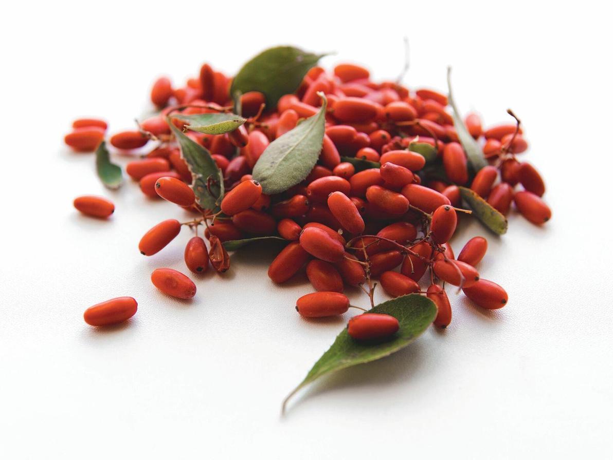 ברברית מצויה. "הצמח מסייע בשיפור הרגישות לאינסולין ובהפחתת רמות הגלוקוז בצום"