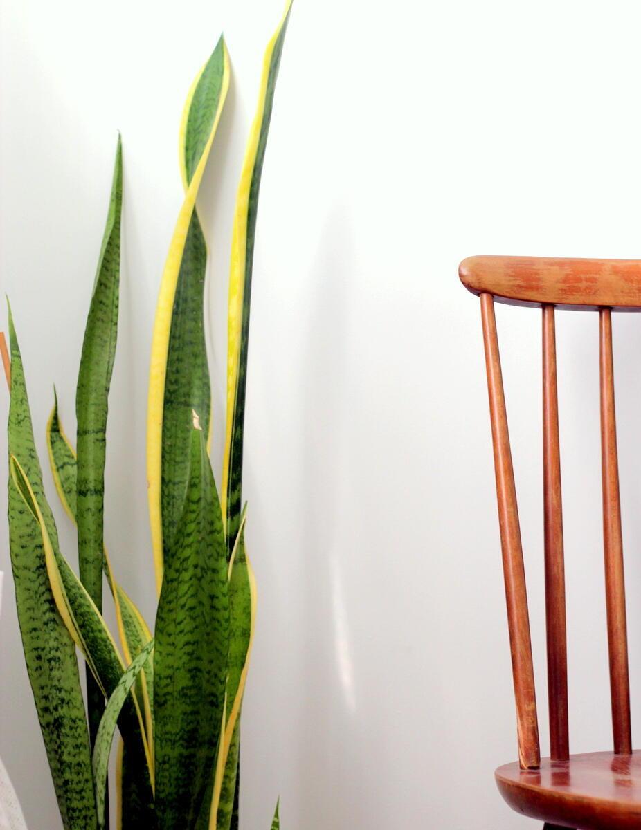 צמח סנסיווריה מומלץ לממ"ד כמטהר אוויר המשחרר חמצן בלילה (צילום: לירון גונן) צמח סנסיווריה מומלץ לממ"ד כמטהר אויר ומשחרר חמצן בלילה