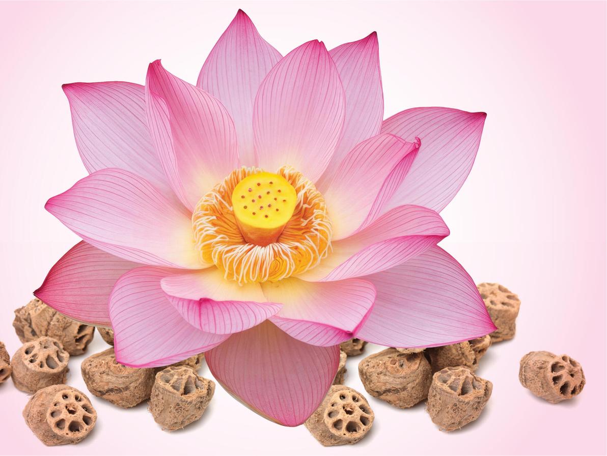 הלוטוס הקדוש. כמעט כל חלקי הצמח נמצאים בשימוש מסורתי