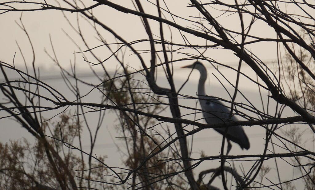 עמק המעיינות. גן עדן לחובבי צפרות