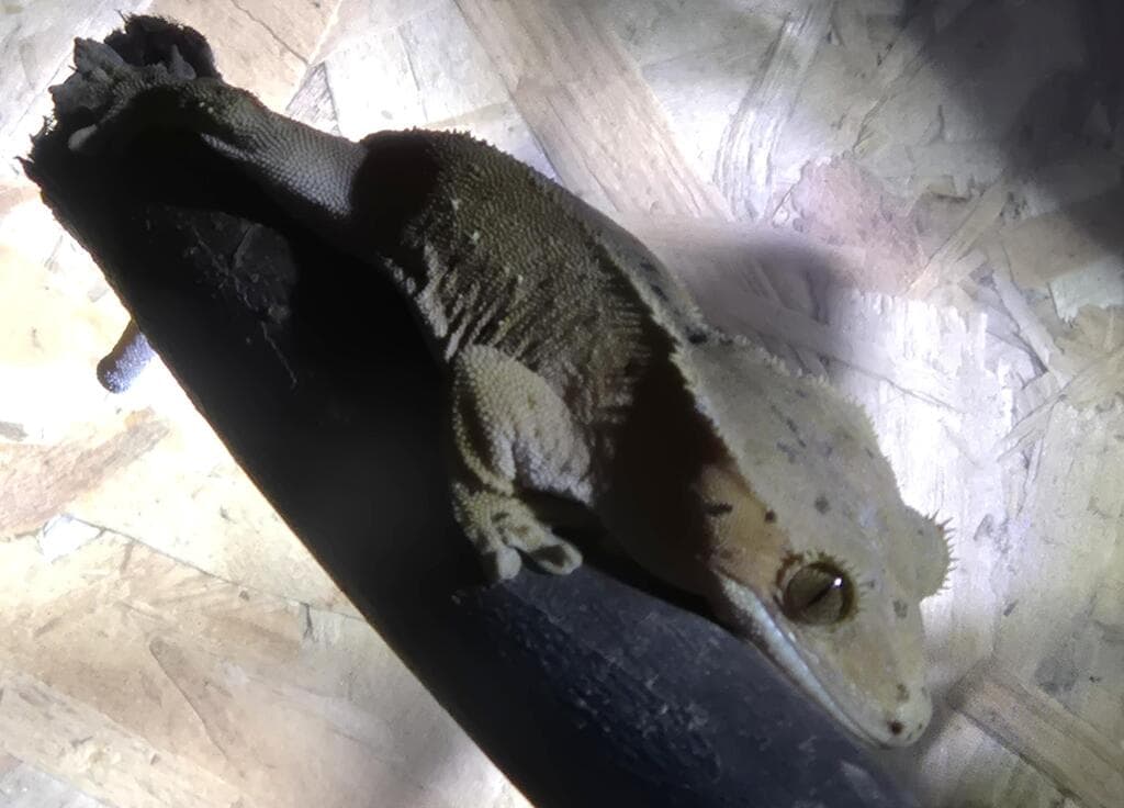 גן גורו. בשעות החשיכה הכול נראה אחרת