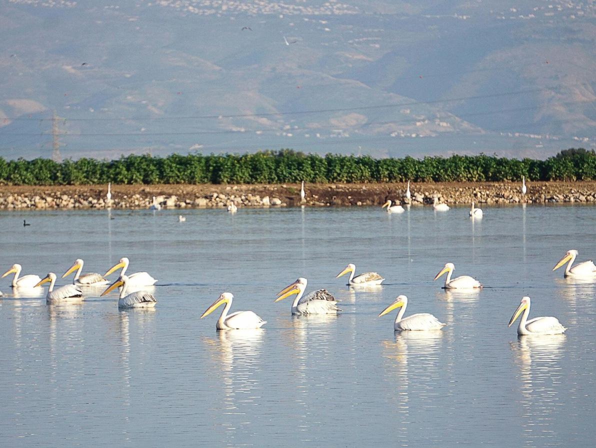 שקנאים בעמק המעיינות. חגיגה לחובבי צילום
