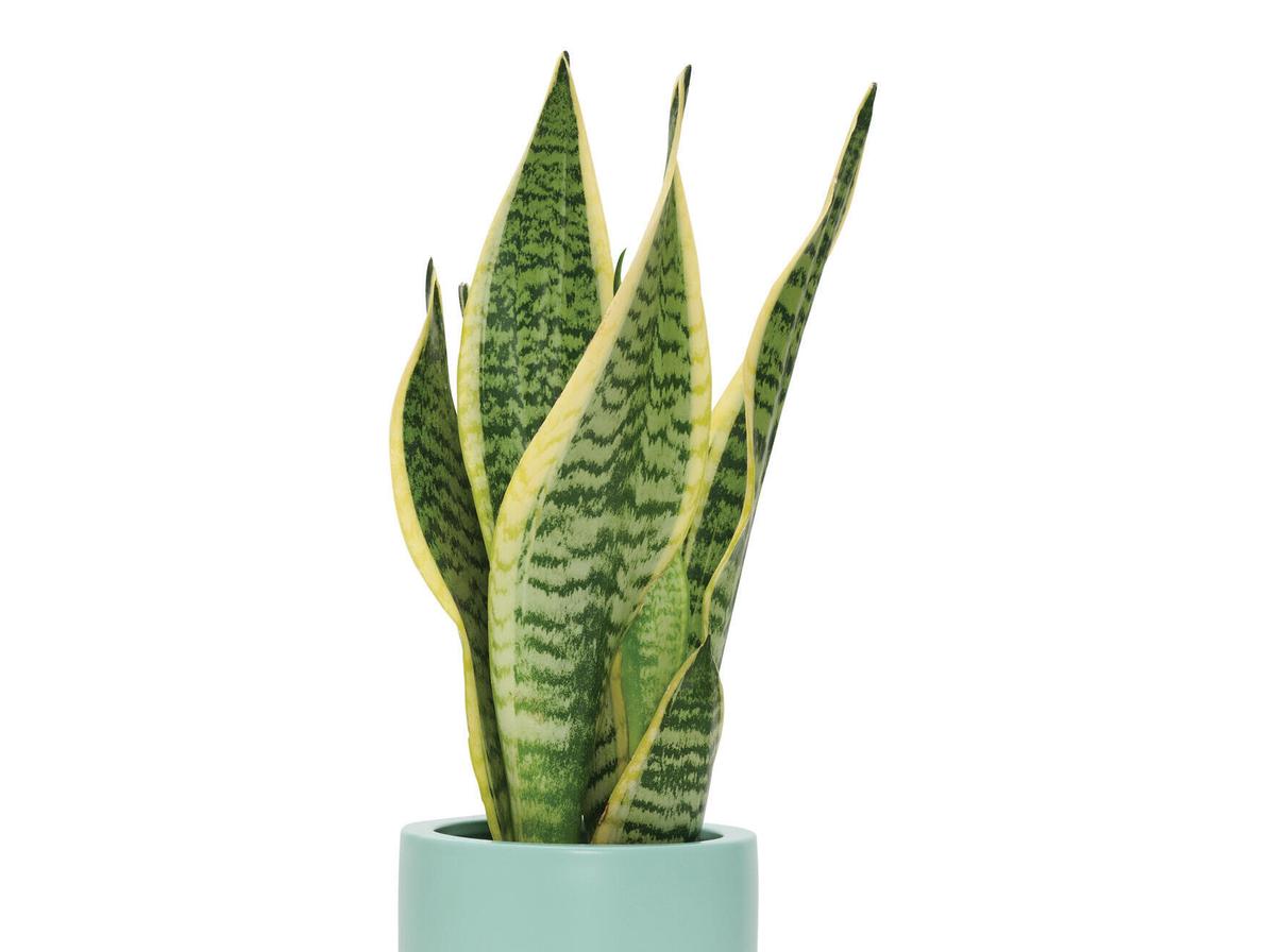 הסנסיווריה. הצמח מייצר חמצן דווקא בשעות החשיכה