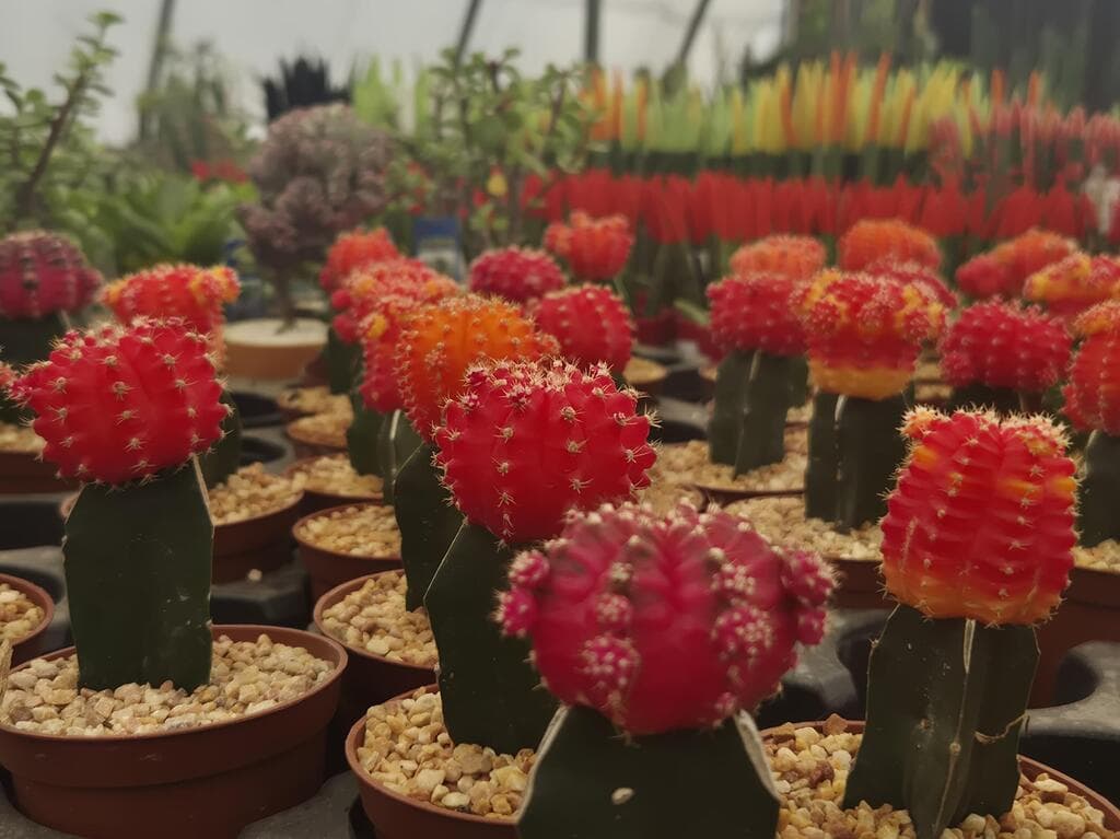 משתלת "בן בן", נתיב העשרה. מגוון עצום של צמחים ועציצים