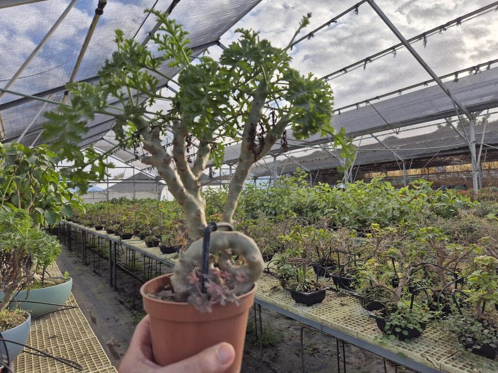 משתלת "צמחמד", יתד. אין להכין בונסאי אמיתי