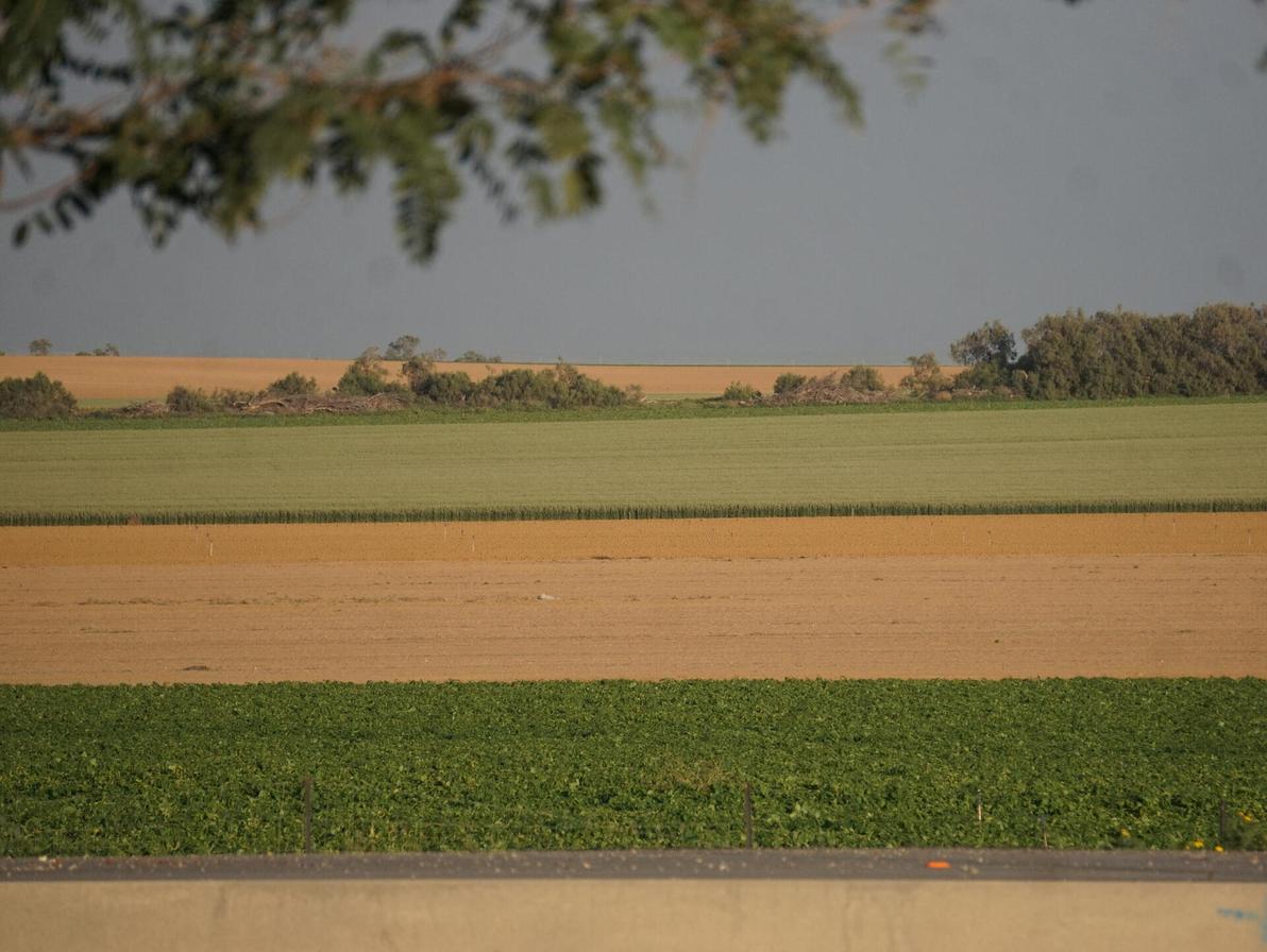עוטף עזה, שדות לפני קציר. הנוף לצד כביש הדמים, 232
