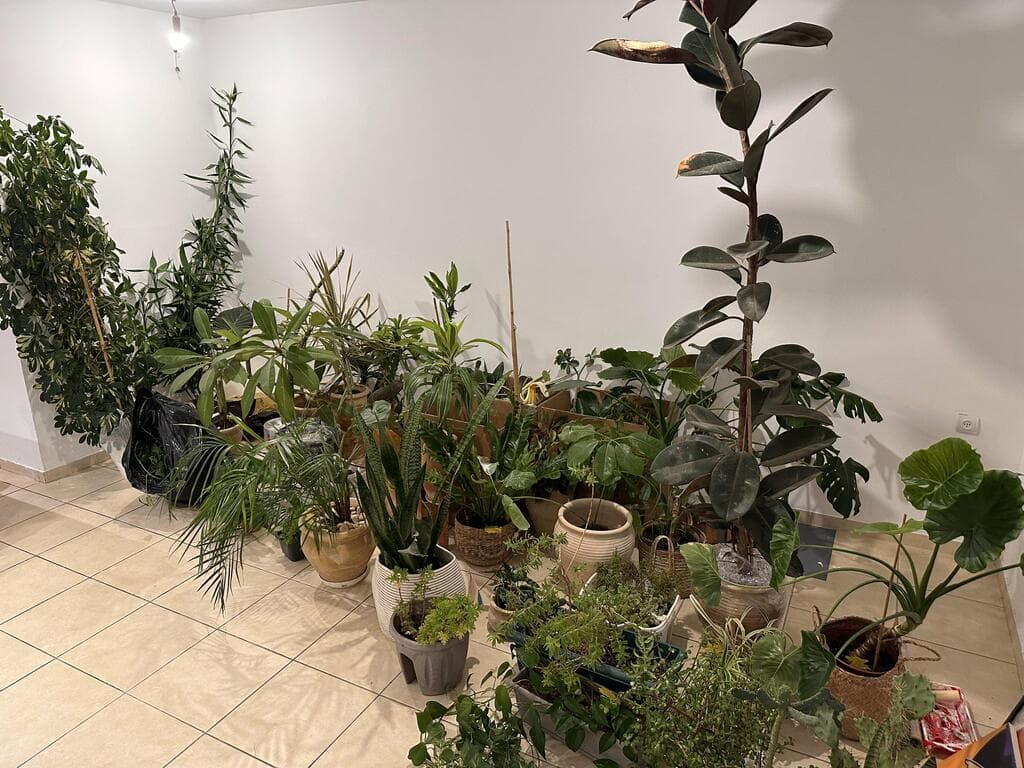 אין נוסחה קבועה בהשקיה ולכל צמח צרכים משלו (צילום: דניאל בנטל) הלוחש לצמחים