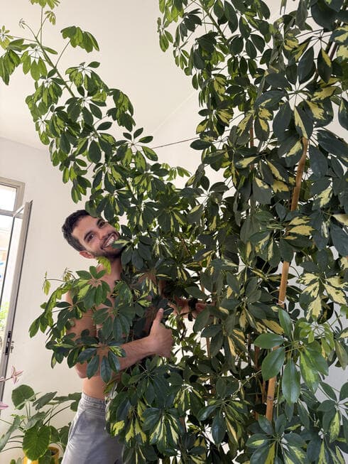 דניאל בנטל דניאל בנטל