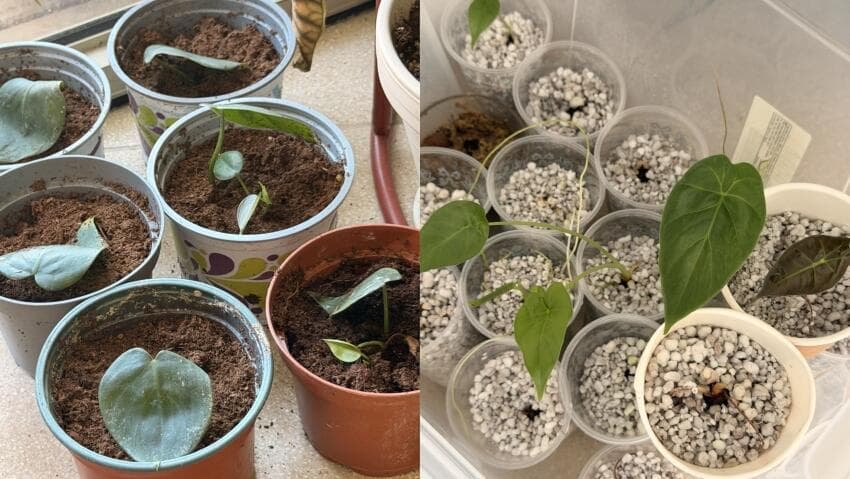 הצליח להפיק מצמח אחד 25 צמחים חדשים (צילום: דניאל בנטל) הלוחש לצמחים