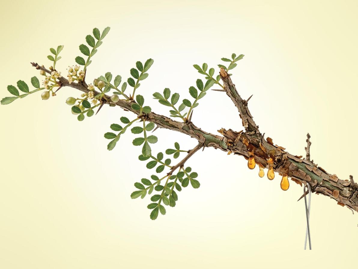 צמח המור (צילום: Shutterstock/ASAP Creative ) צמח המור. מסייע בכיווץ רקמות החניכיים והצמדתן לשן