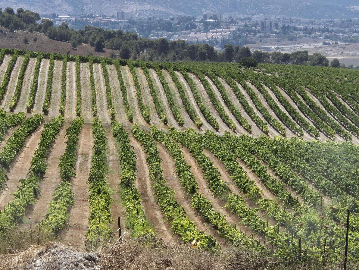 עונת הגפנים. כרם ירוק במטה יהודה (צילום: צביקה בורג) עונת הגפנים. כרם ירוק במטה יהודה