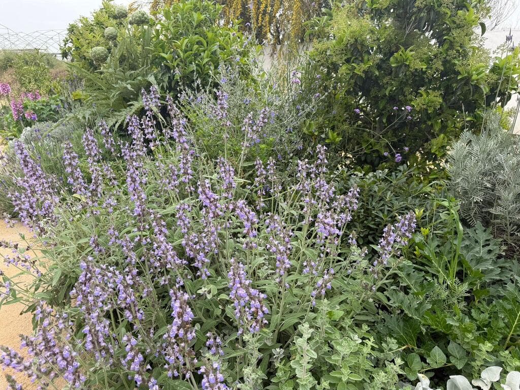 מרווה רפואית פורחת בסגול (צילום: אמיר עבדת) הדירה בנס ציונה, עיצוב: אריאל מרוז