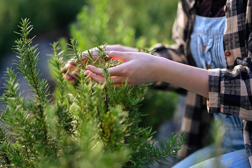 רוזמרין (צילום: Prathankarnpap, shutterstock) הדירה בנס ציונה, עיצוב: אריאל מרוז