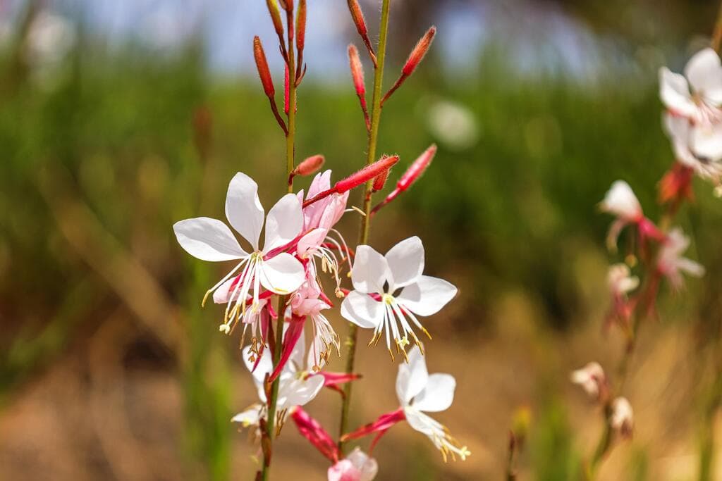 גאורה (צילום: Pixel-Shot, shutterstock) הדירה בנס ציונה, עיצוב: אריאל מרוז