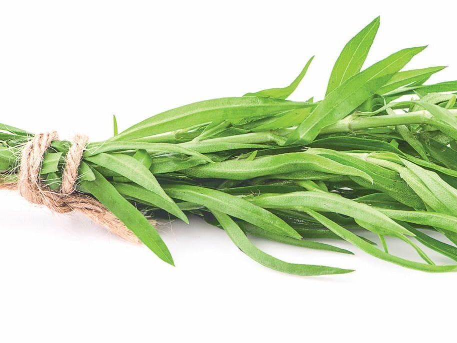 טרגון (צילום: Shutterstock) הטרגון. מסיע להגנה על תאי הגוף מפני נזקי הסביבה