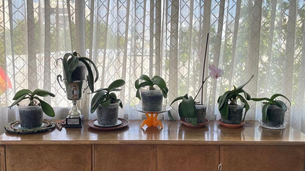 חשוב להמשיך לטפח גם כשאין פריחה (צילום: עופר ברק עמר) סחלבים משוקמים