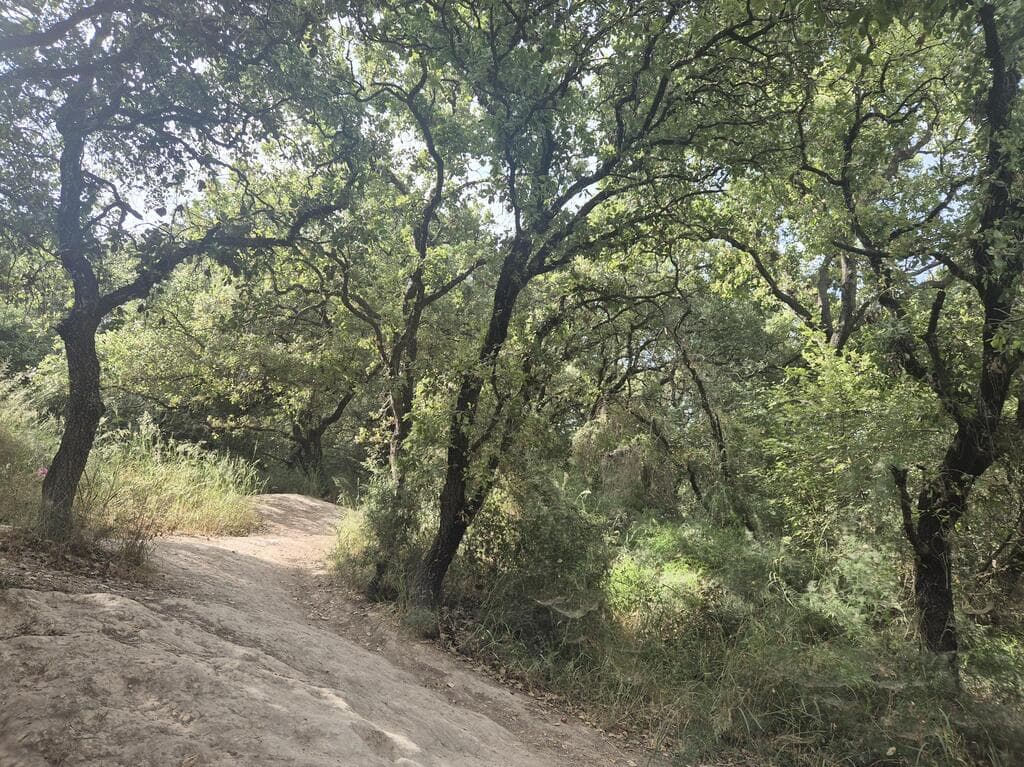 יער אלוני יצחק. חורש אלונים צפוף ופינות זיכרון (צילום: צביקה בורג) יער אלוני יצחק. חורש אלונים צפוף ופינות זיכרון