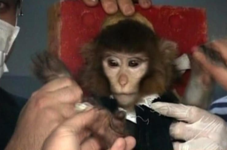 הקוף האיראני ששוגר לחלל ב-2013
