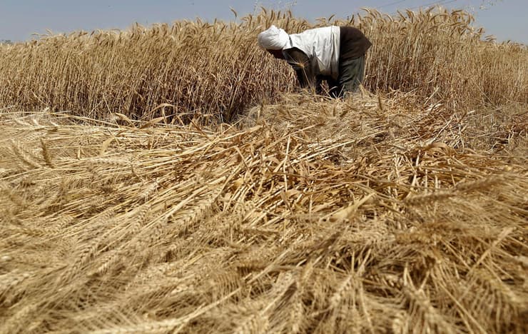 עזרה קטנה עם החיטה: הייצוא לסין יוכל לצמצם פגיעה בחקלאים