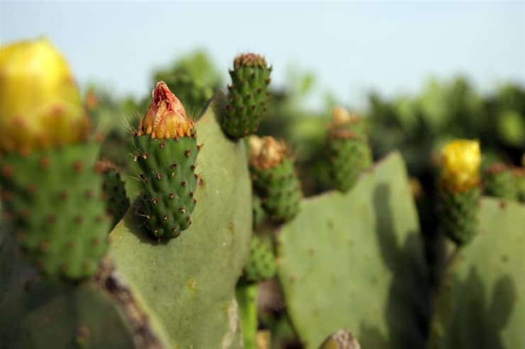 סברס- קוצני מבחוץ אבל מתוק מבפנים