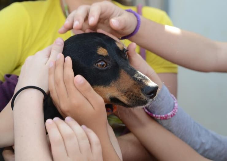 מתנדבים מעניקים חום ואהבה לאחד מכלבי העמותה