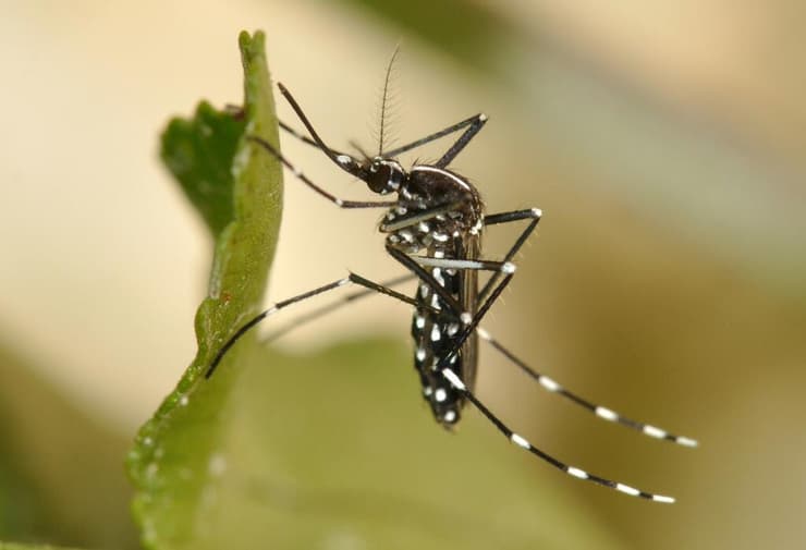 יתוש הטיגריס האסייתי, מין פולש בישראל